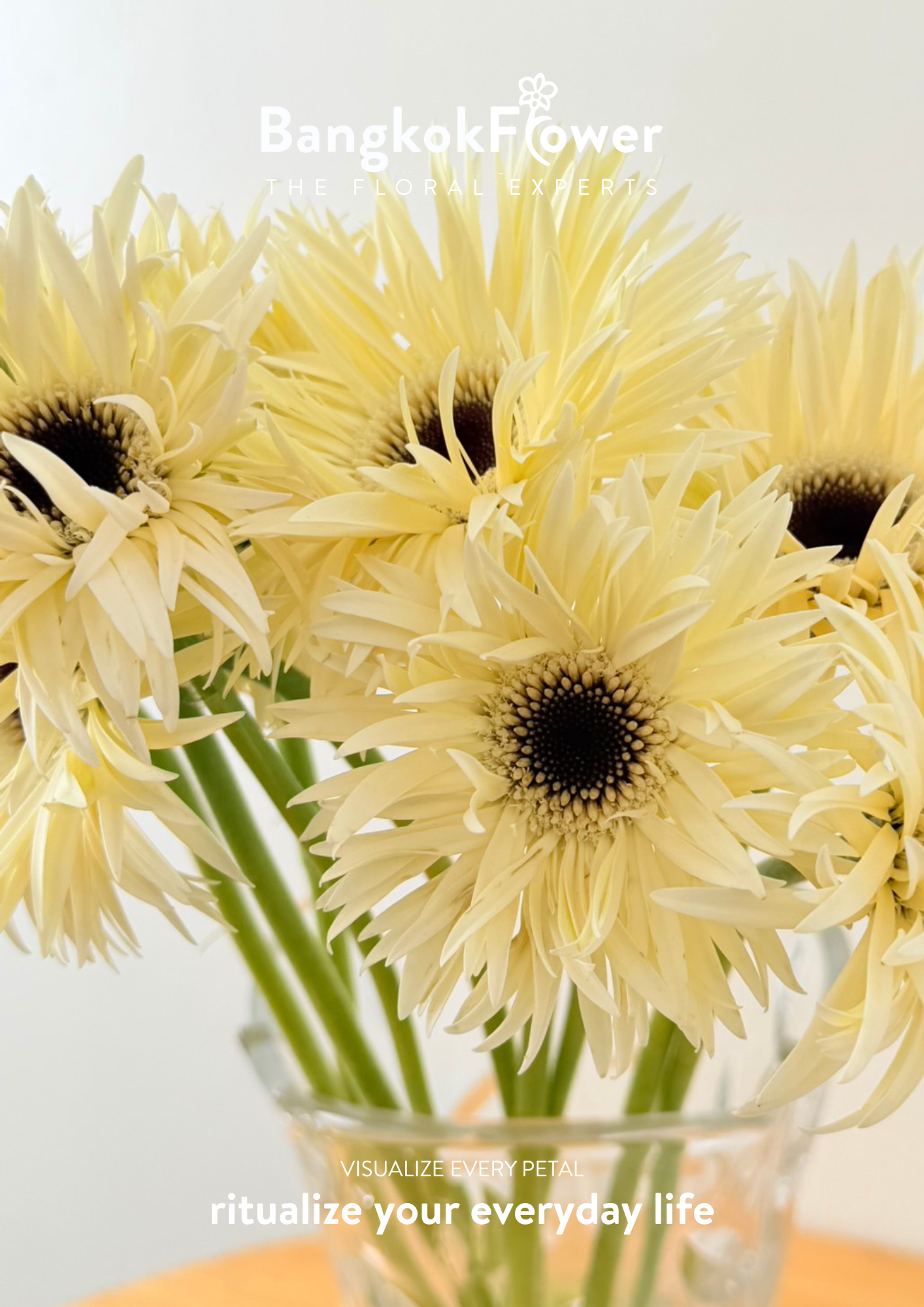 Gerbera Lace White Snow