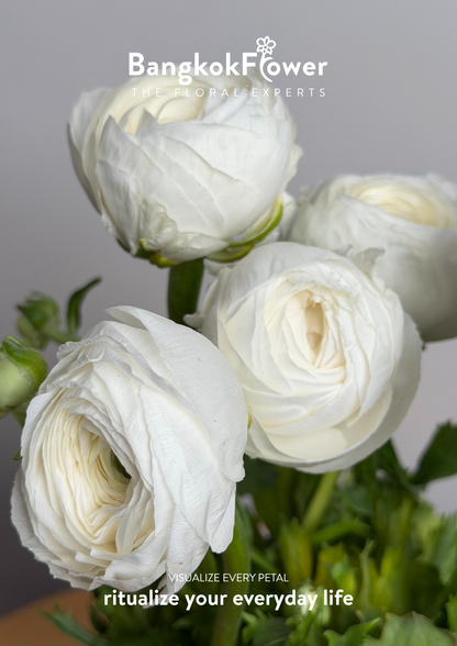 Ranunculus white