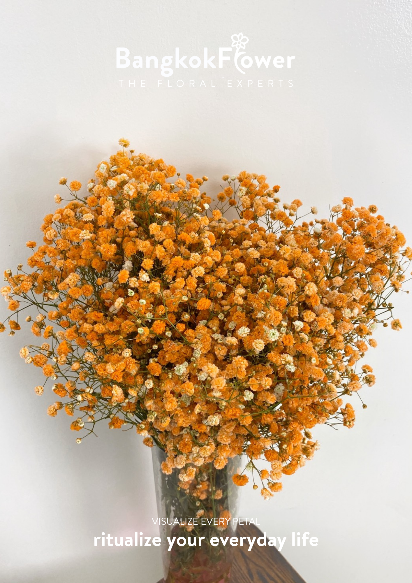 Gypsophila Orange