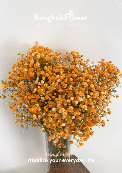 Gypsophila Orange
