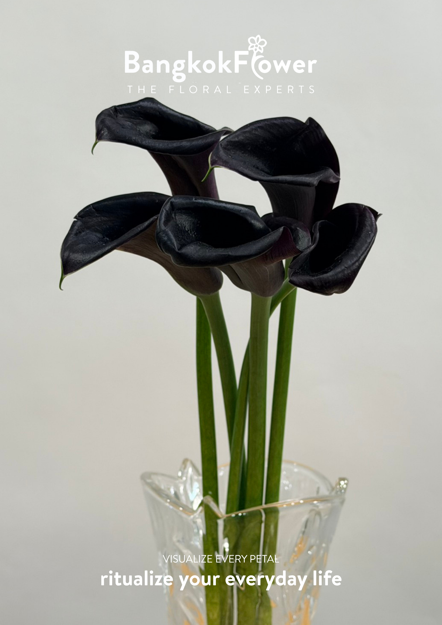 Calla Lily Black