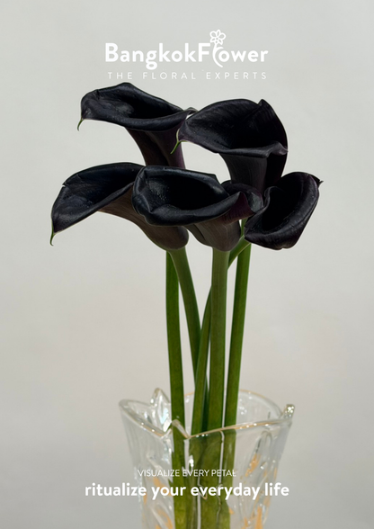 Calla Lily Black