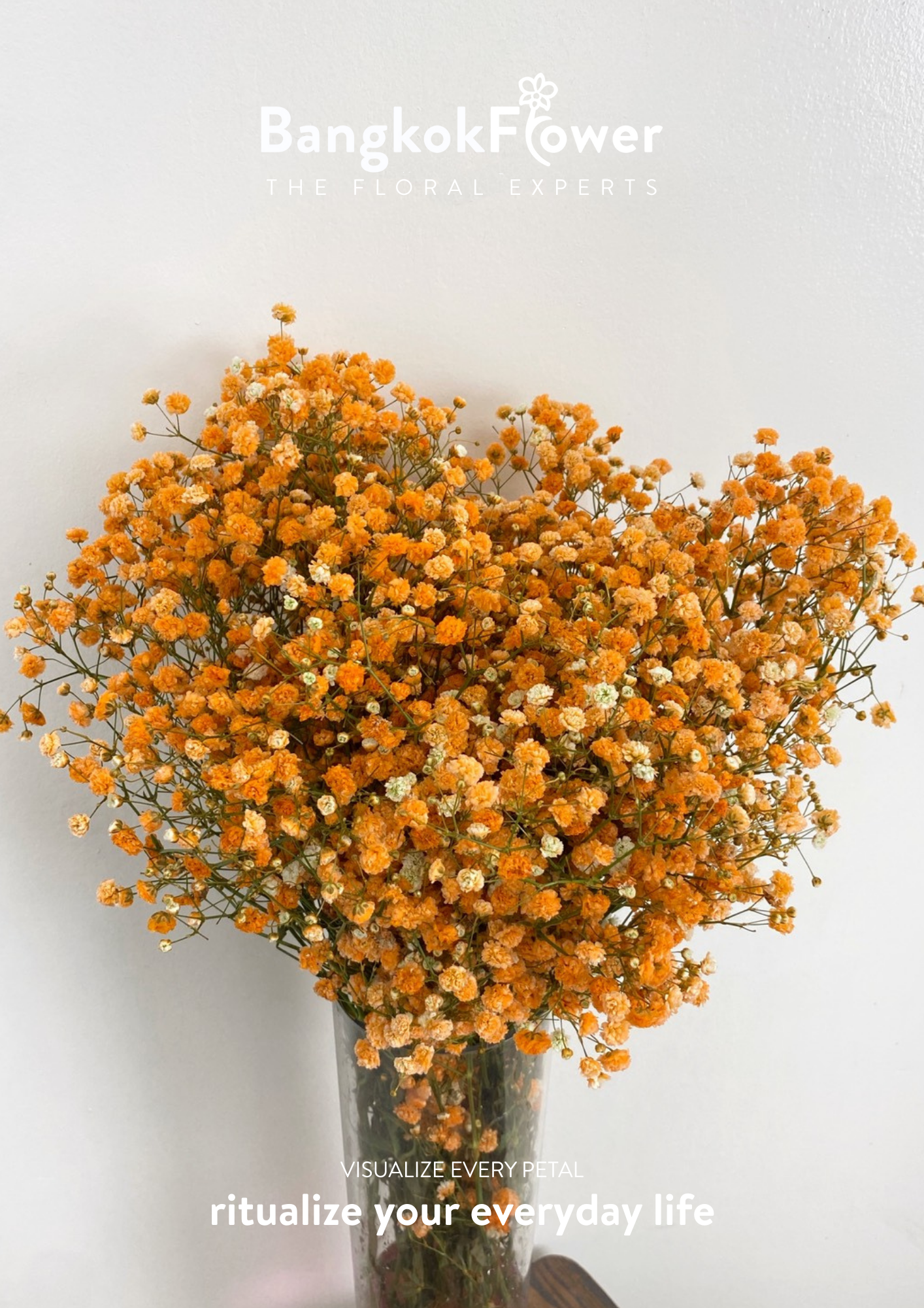Gypsophila Orange