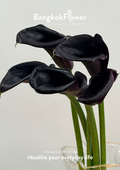 Calla Lily Black