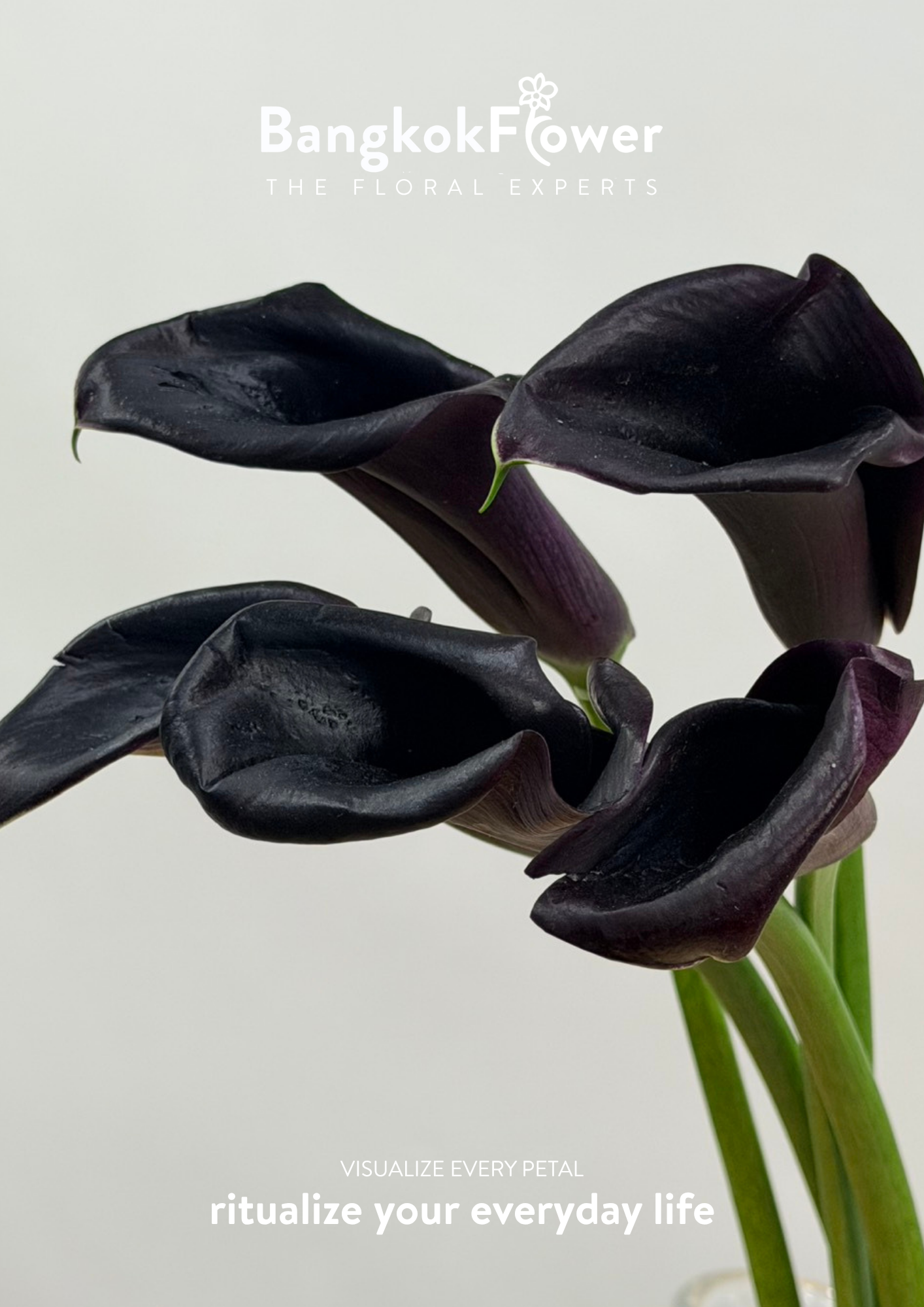 Calla Lily Black