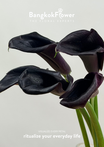 Calla Lily Black