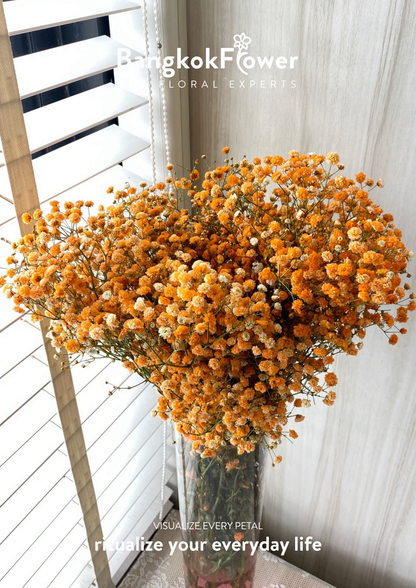 Gypsophila Orange