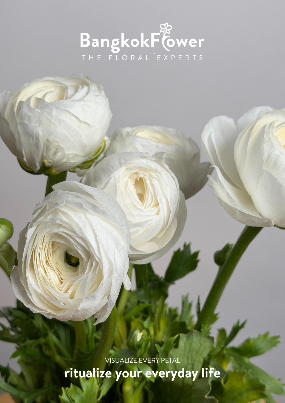 Ranunculus white
