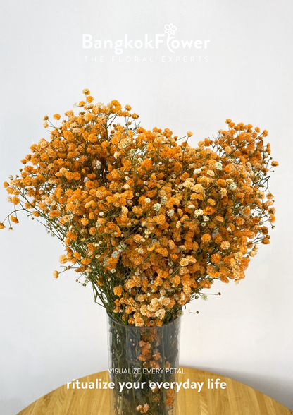 Gypsophila Orange