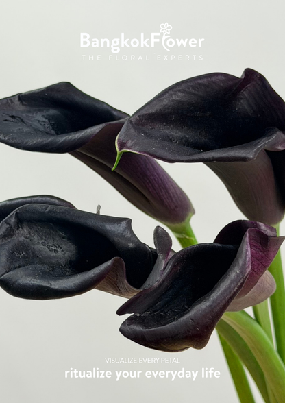 Calla Lily Black