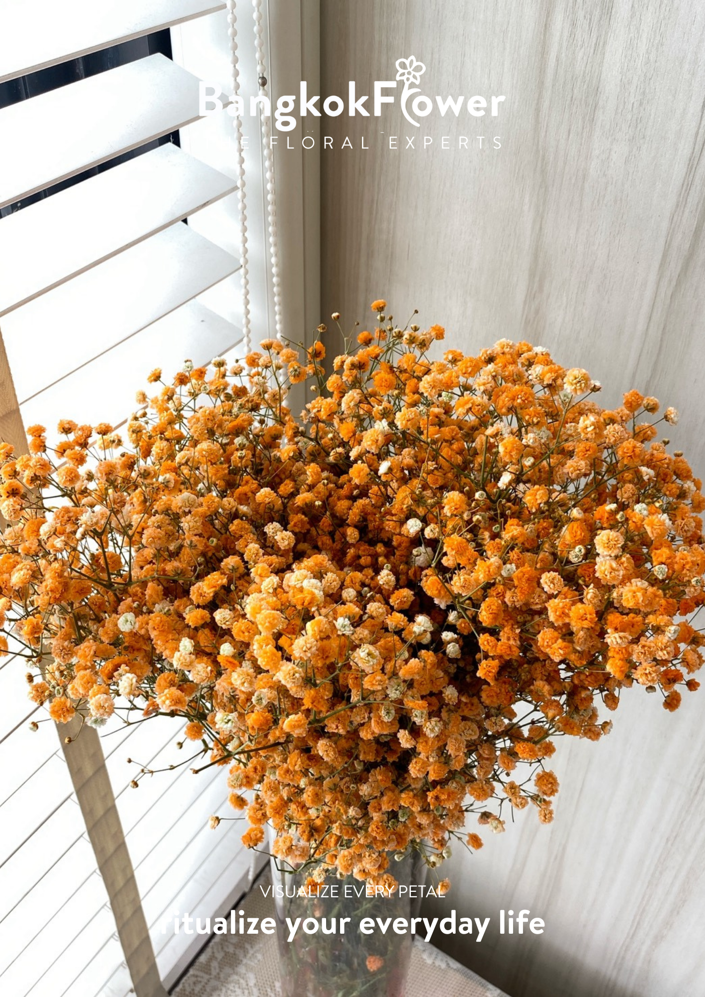 Gypsophila Orange
