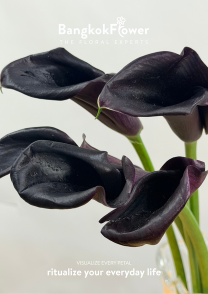 Calla Lily Black