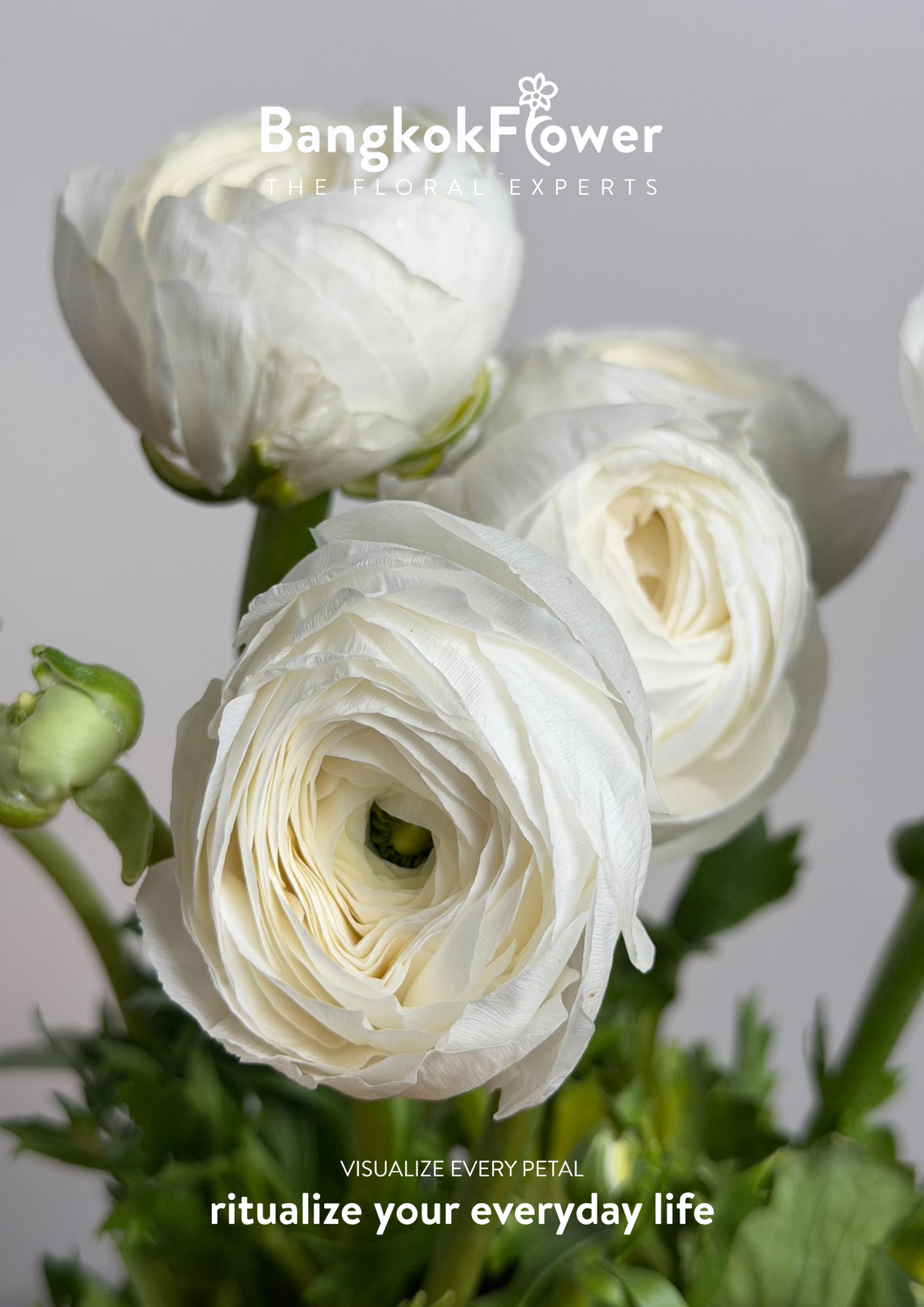 Ranunculus white