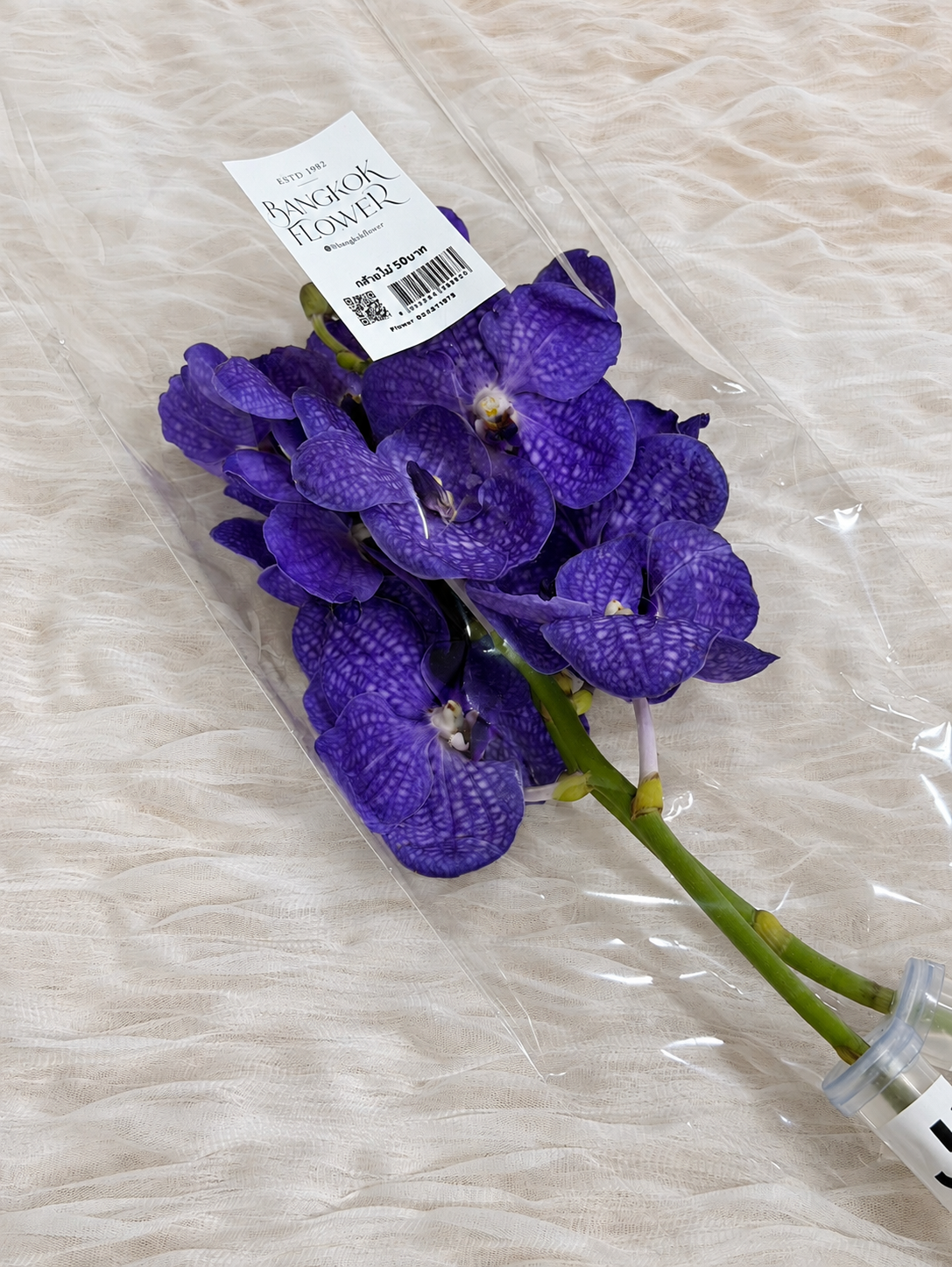 Vanda (1 stem) (Grower's Choice)