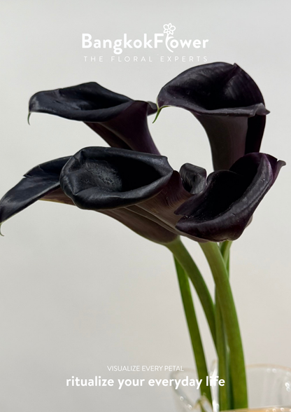Calla Lily Black