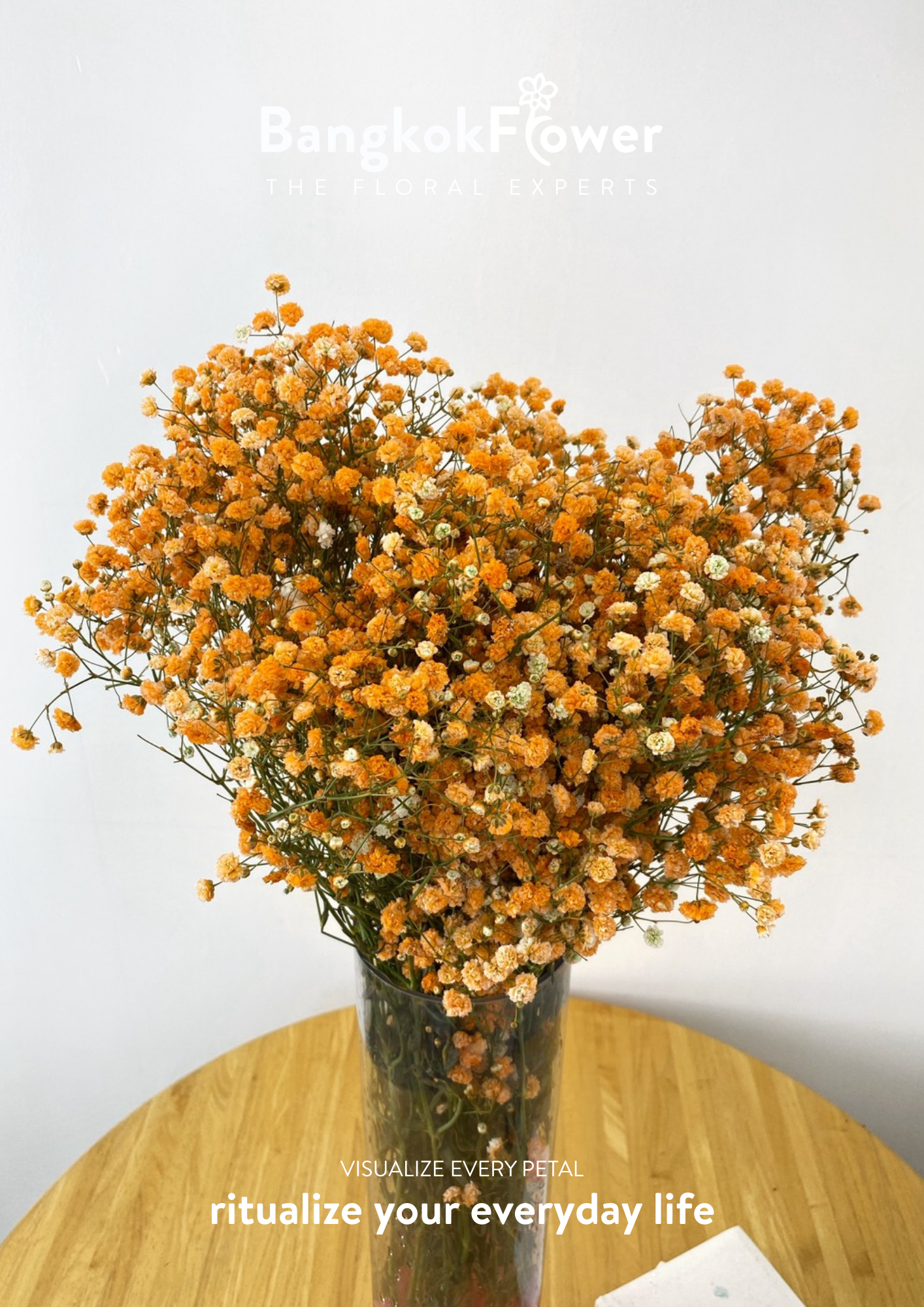 Gypsophila Orange