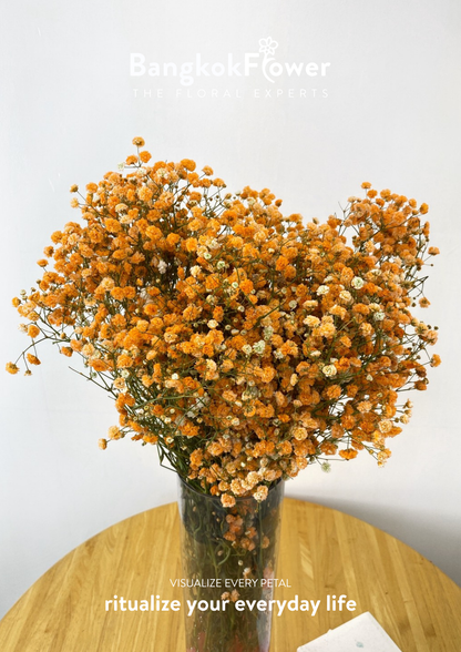 Gypsophila Orange
