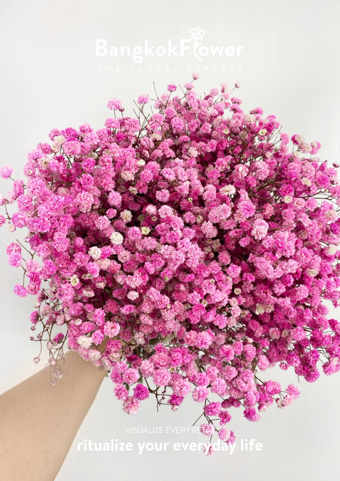 Gypsophila Pink