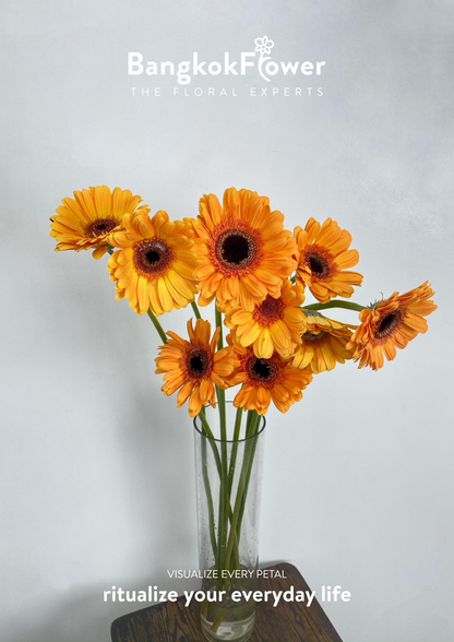 Orange Gerbera