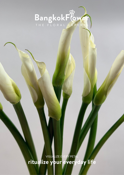 Long Stem Calla Lily White