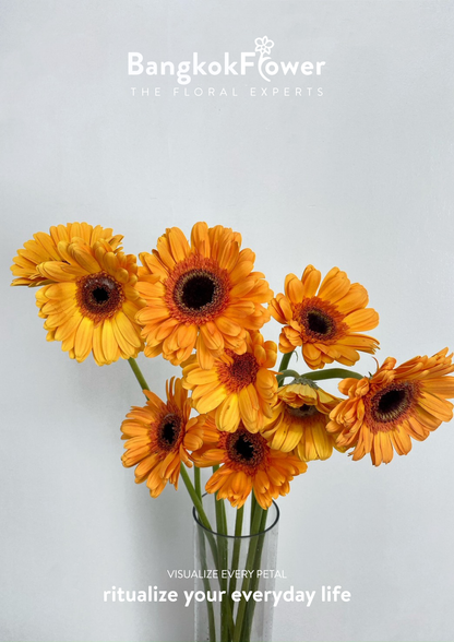 Orange Gerbera