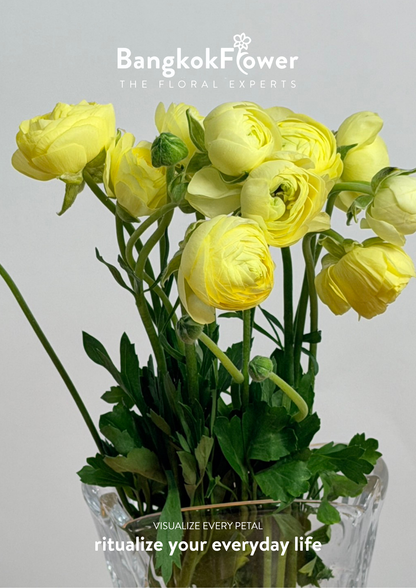 Ranunculus yellow