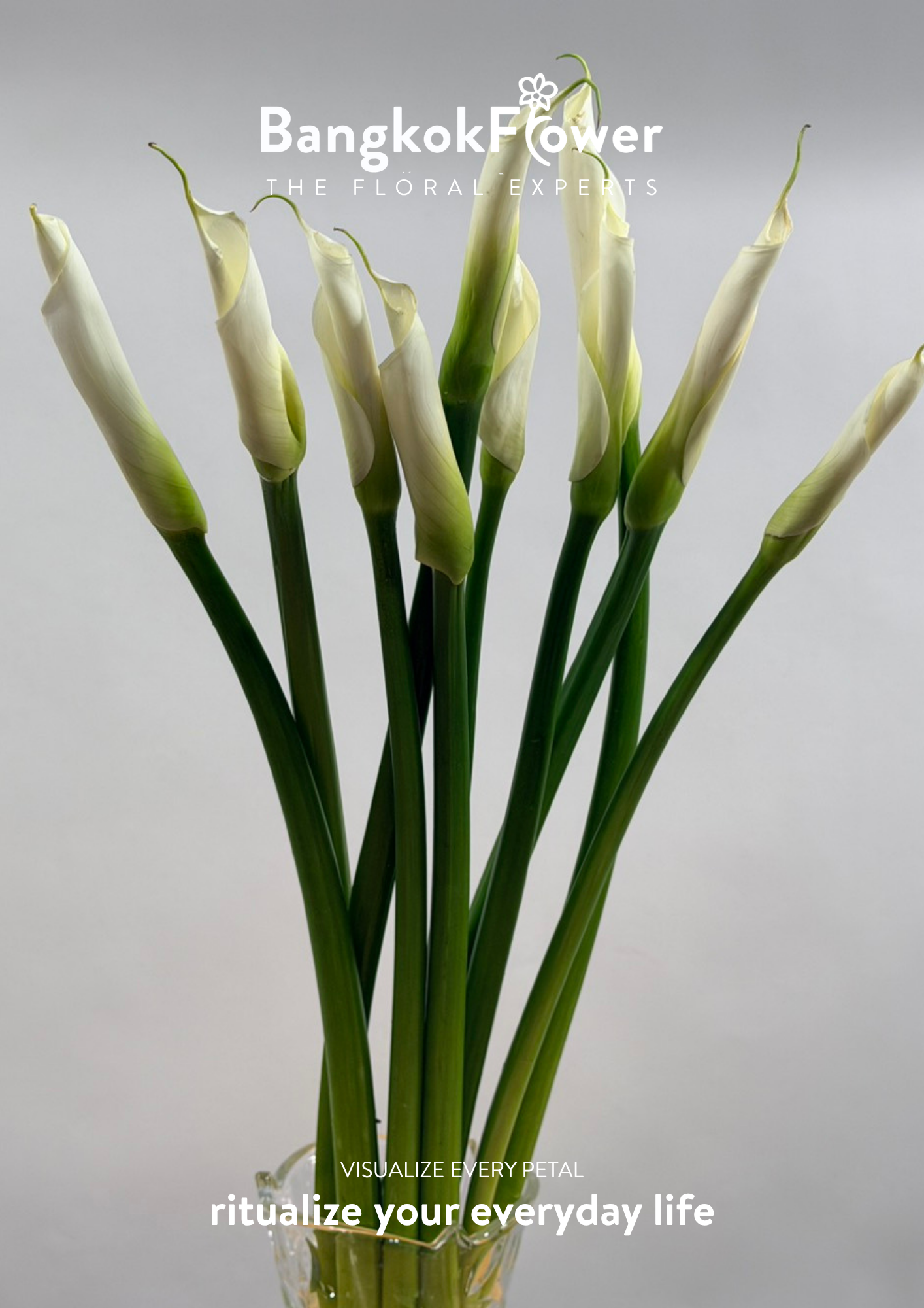 Long Stem Calla Lily White