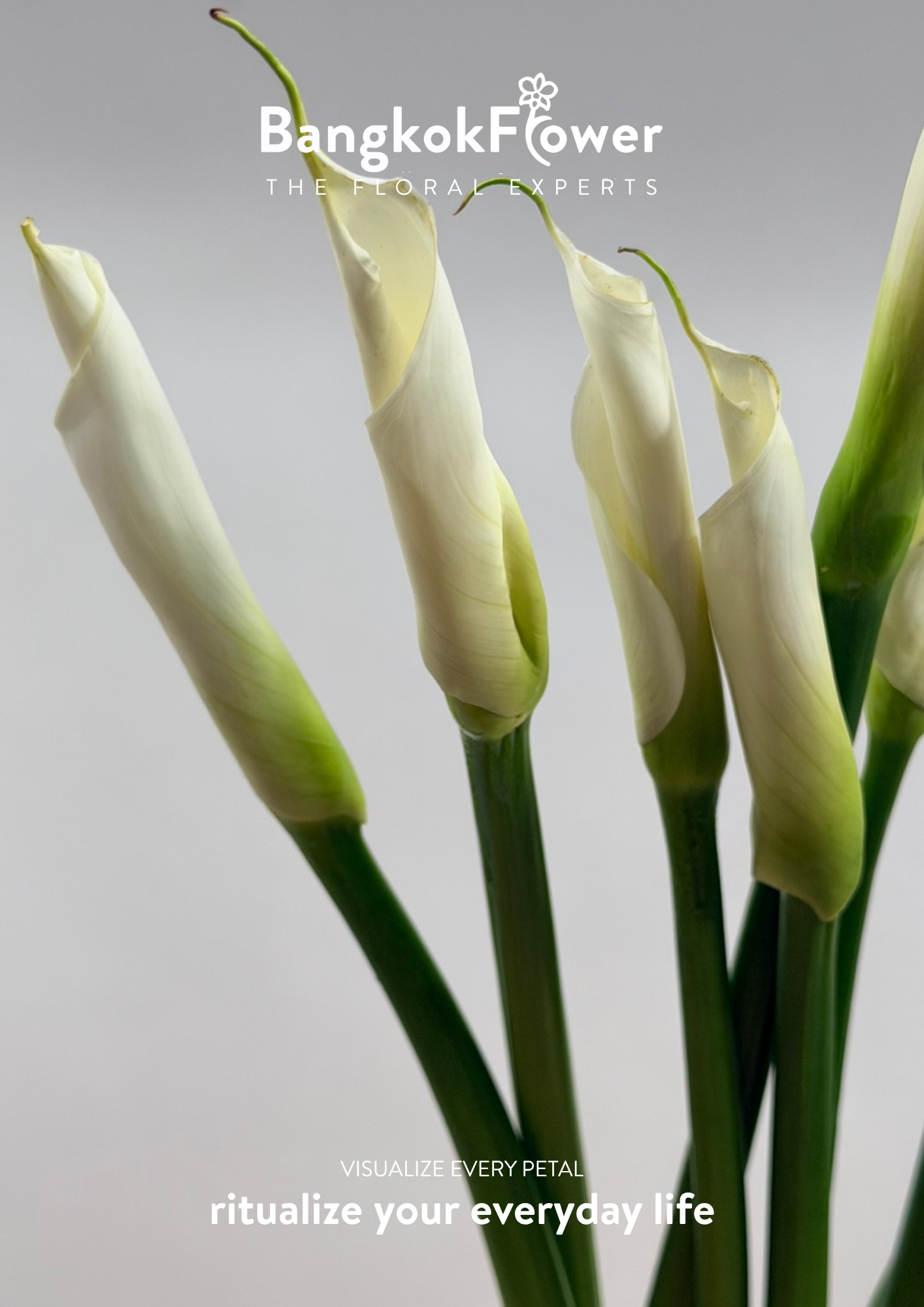 Long Stem Calla Lily White