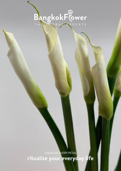 Long Stem Calla Lily White