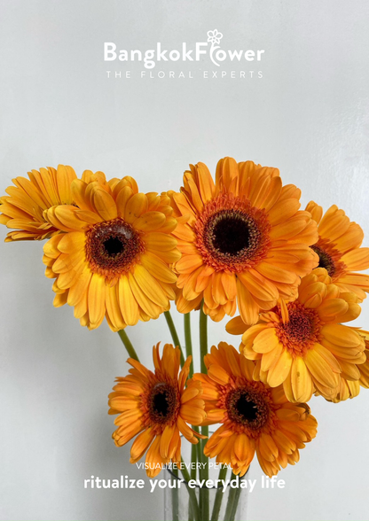 Orange Gerbera
