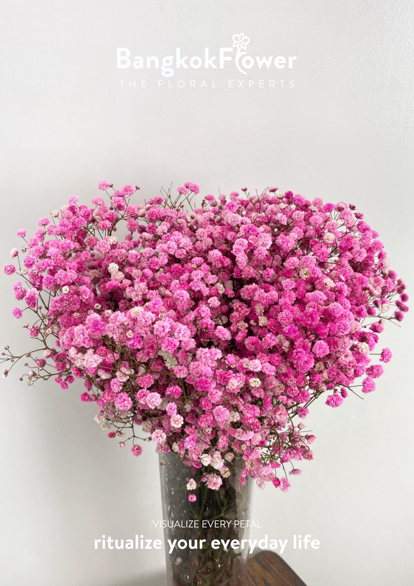 Gypsophila Pink