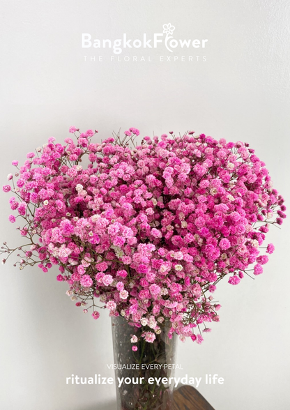 Gypsophila Pink
