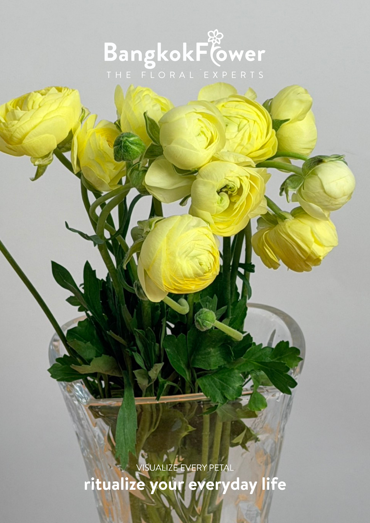 Ranunculus yellow