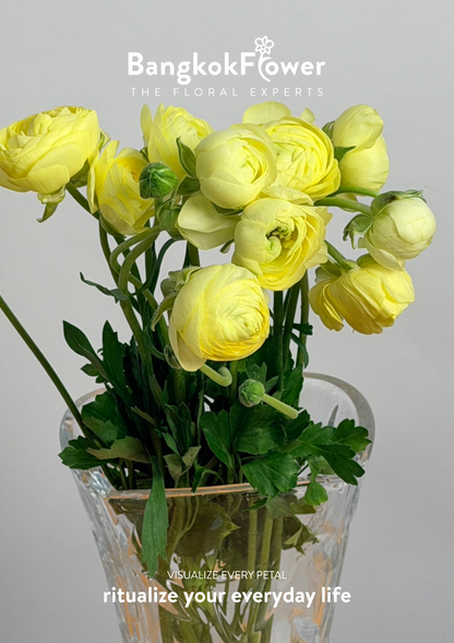 Ranunculus yellow