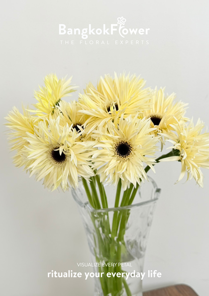Gerbera Lace White Snow