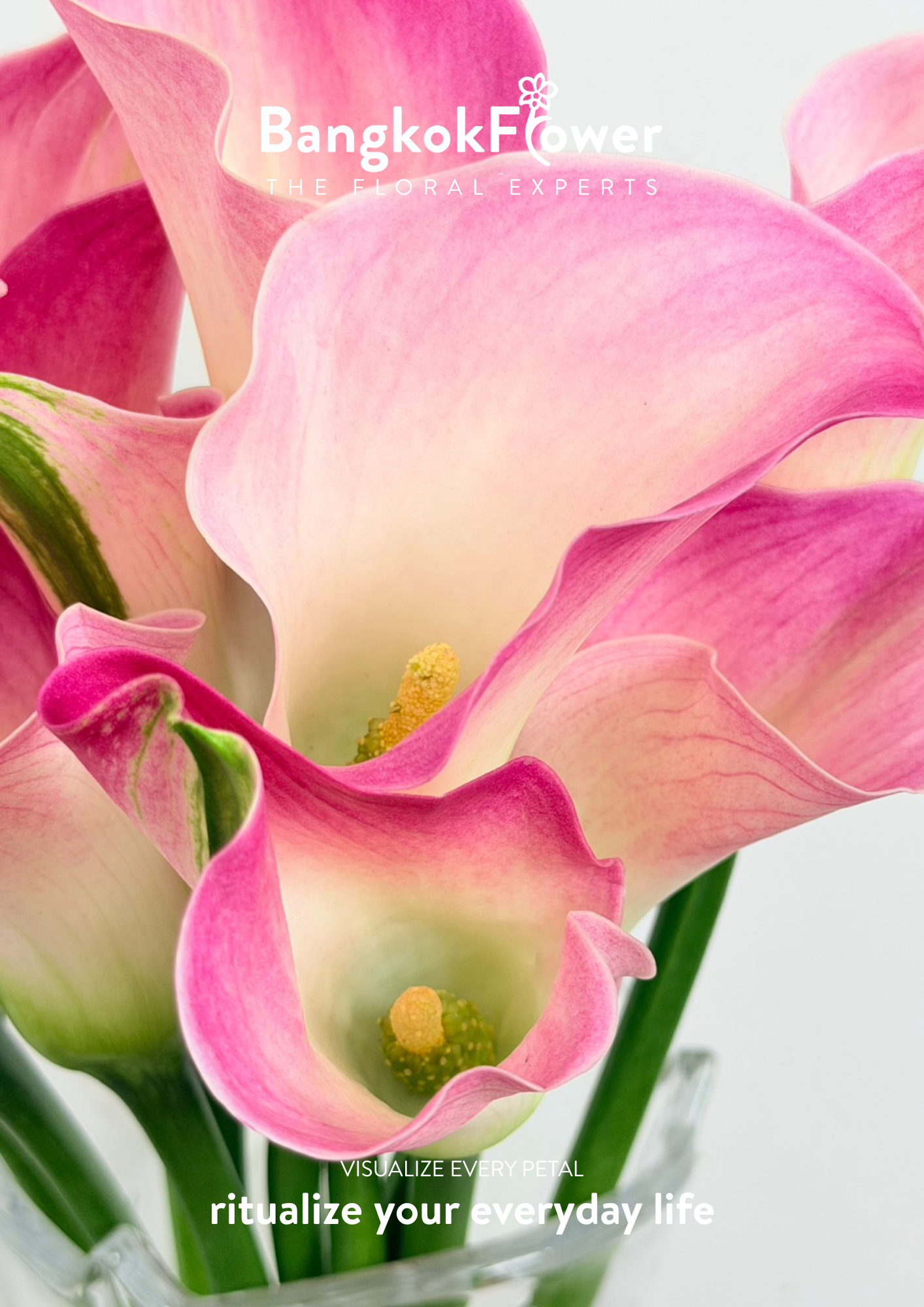 Calla Lily Light Pink