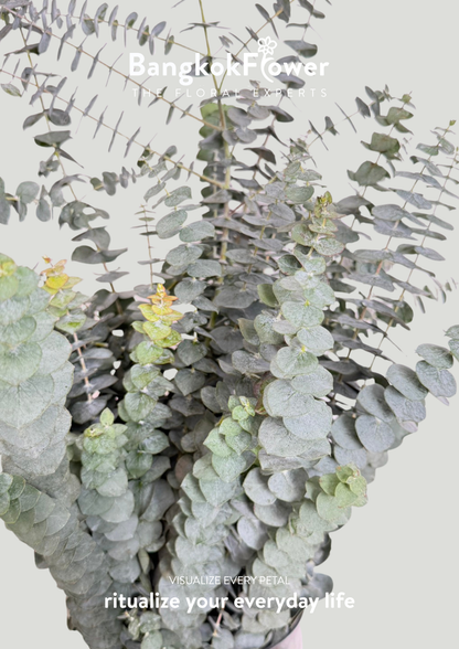 Eucalyptus