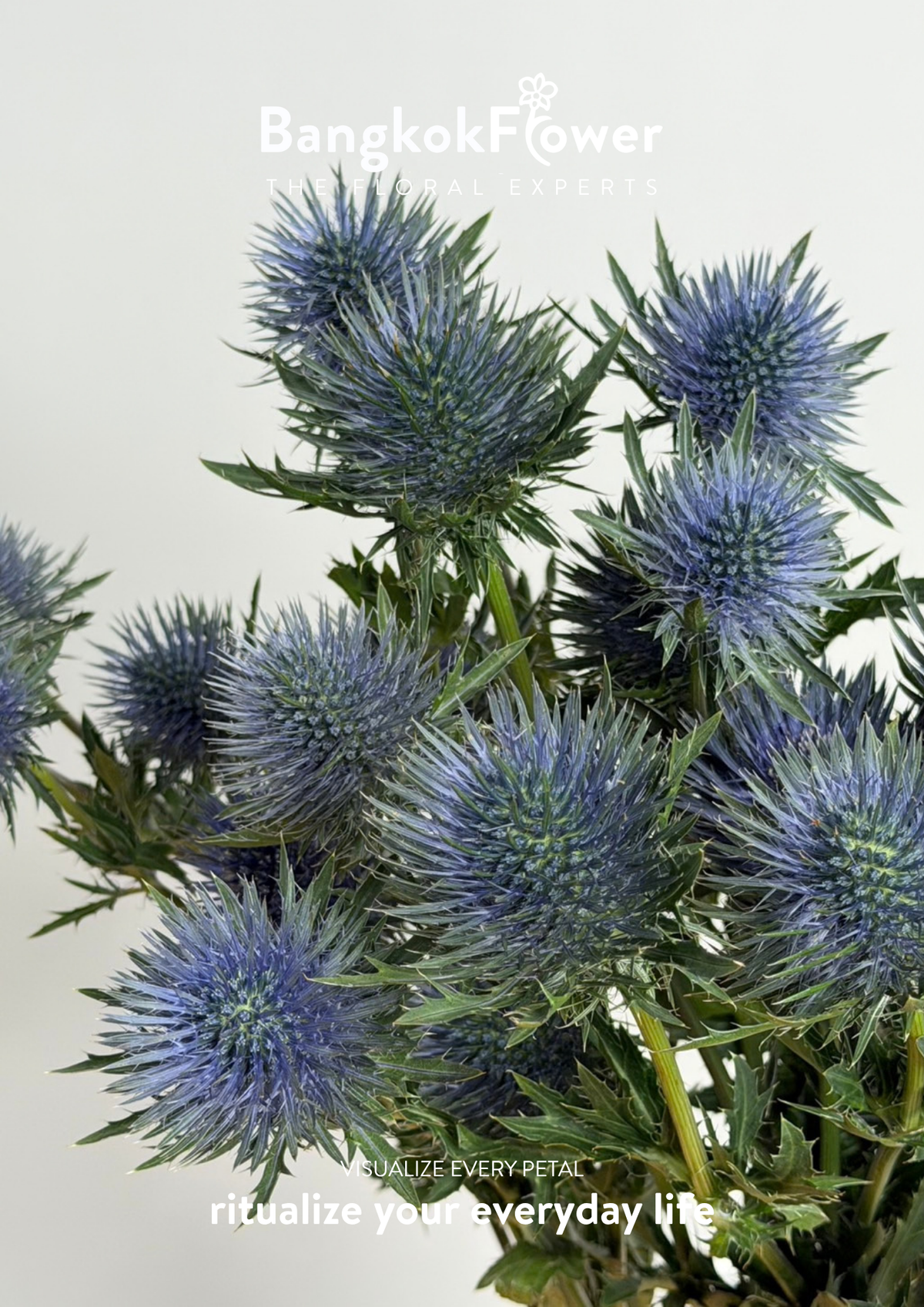 Eryngium
