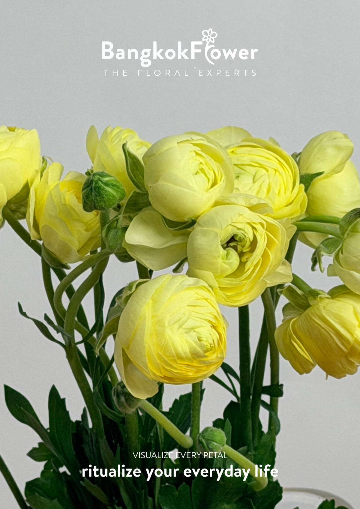 Ranunculus yellow