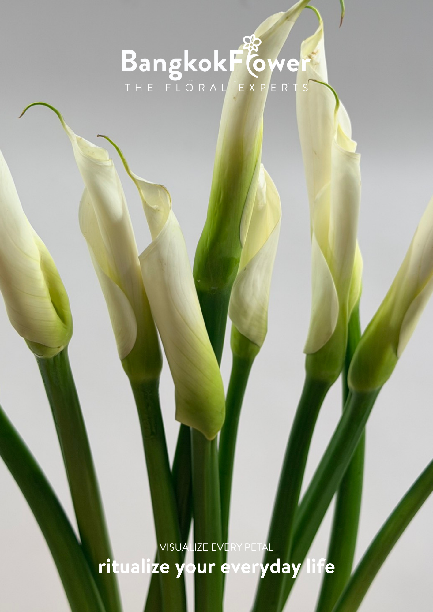 Long Stem Calla Lily White