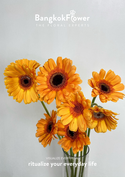 Orange Gerbera