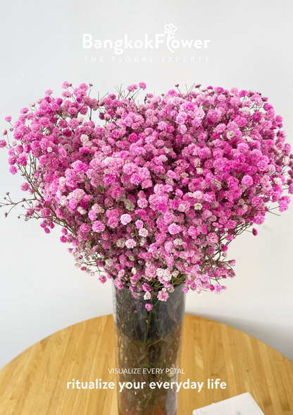 Gypsophila Pink