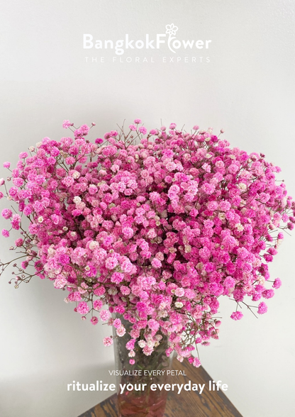 Gypsophila Pink