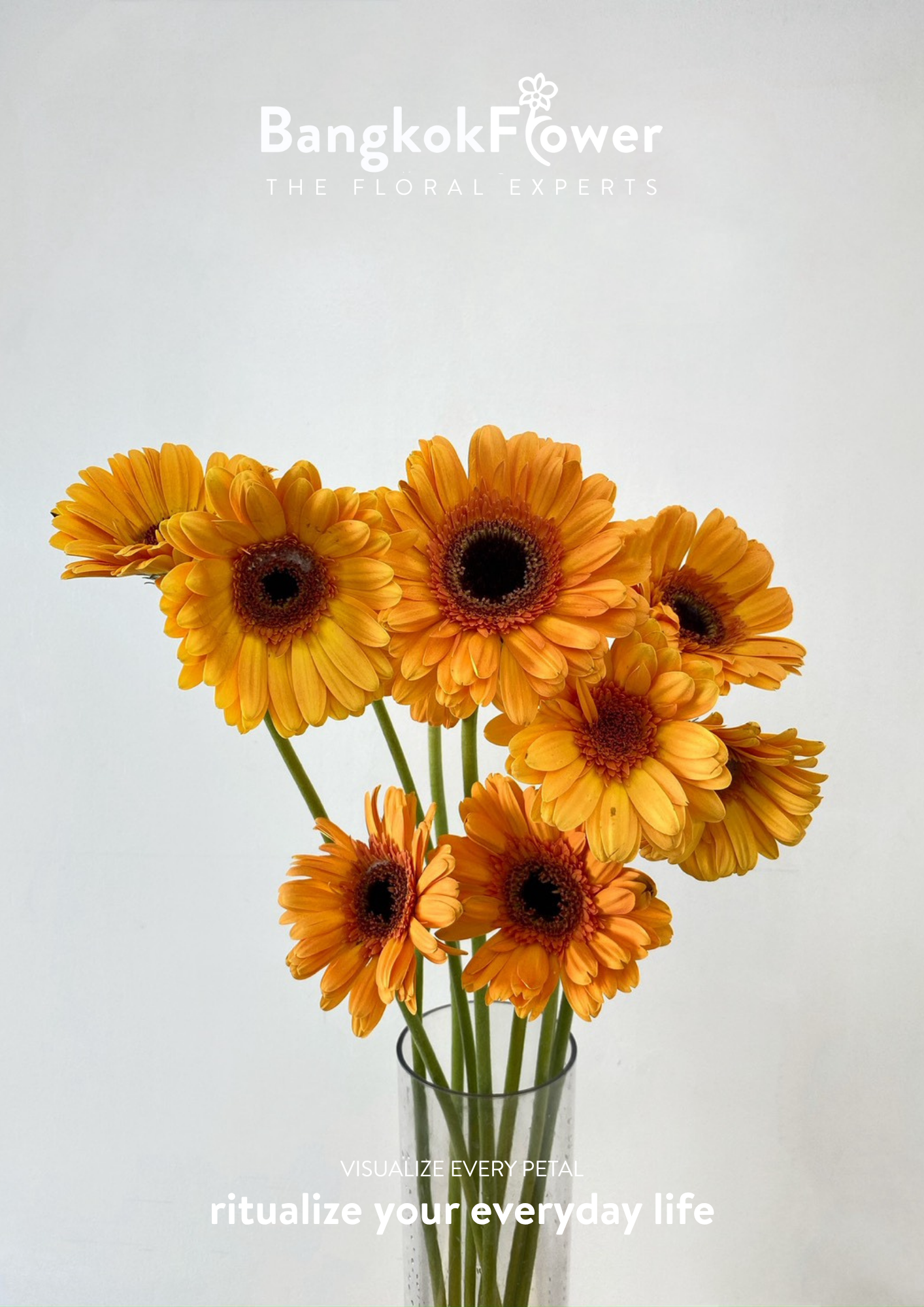 Orange Gerbera