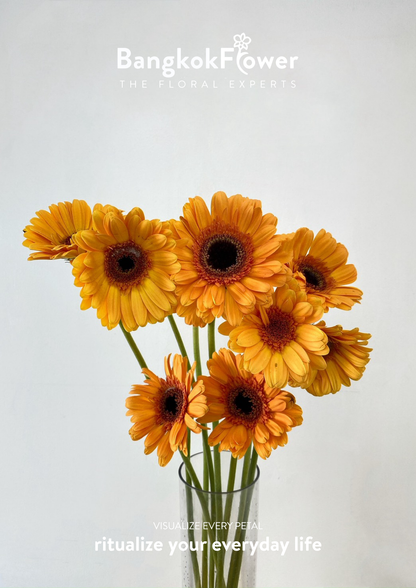 Orange Gerbera