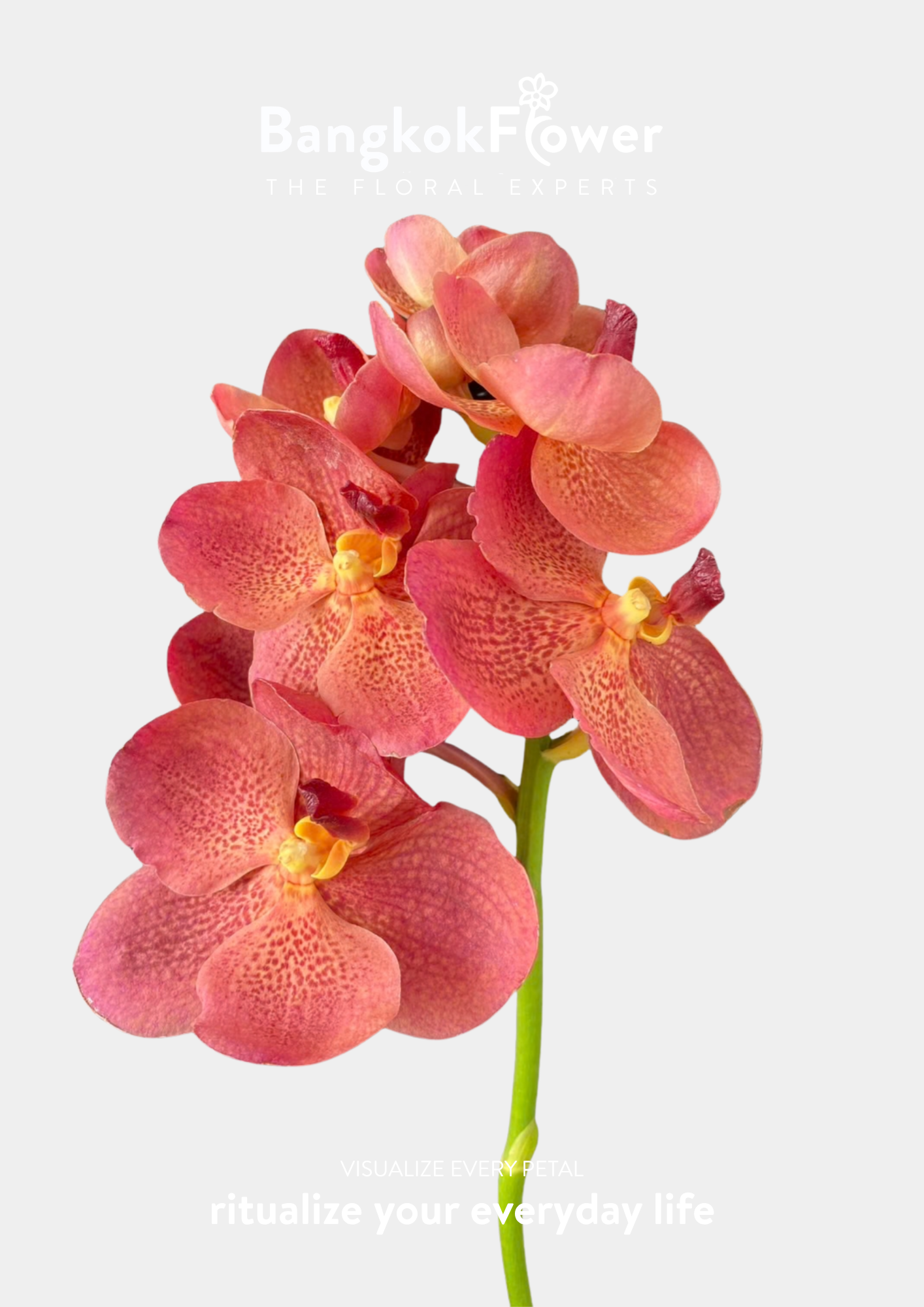 JK4