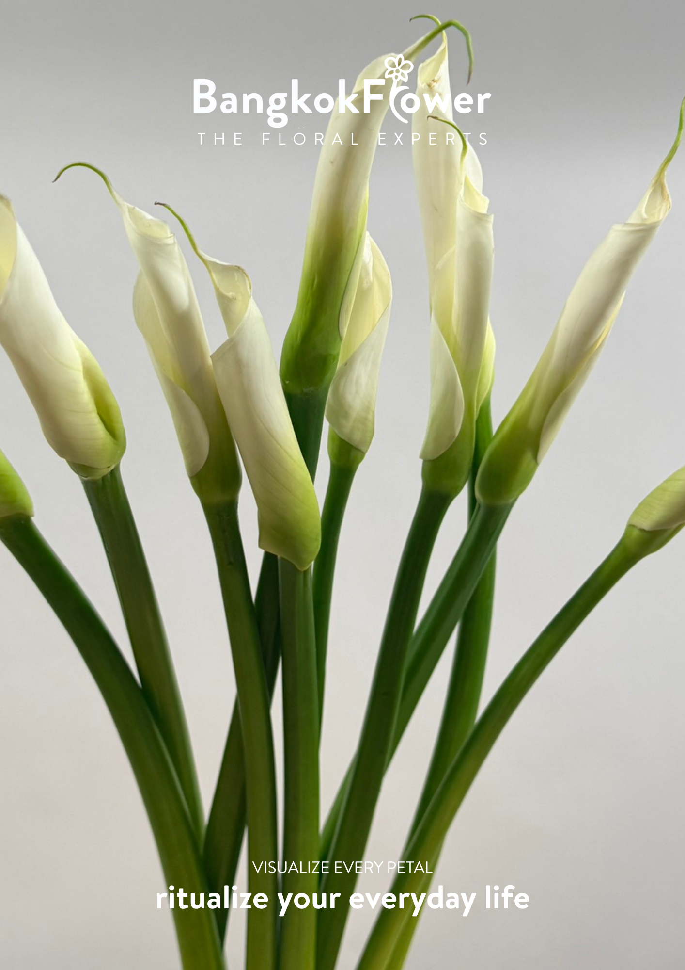 Long Stem Calla Lily White
