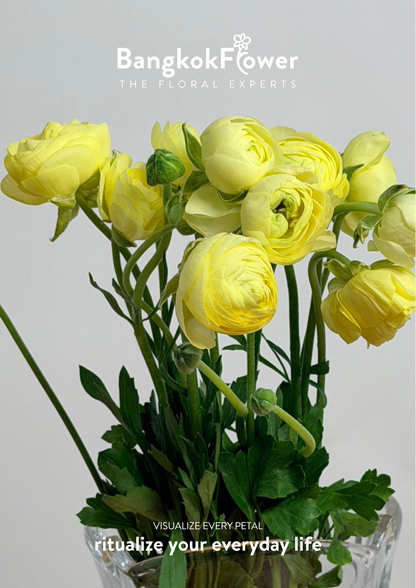Ranunculus yellow