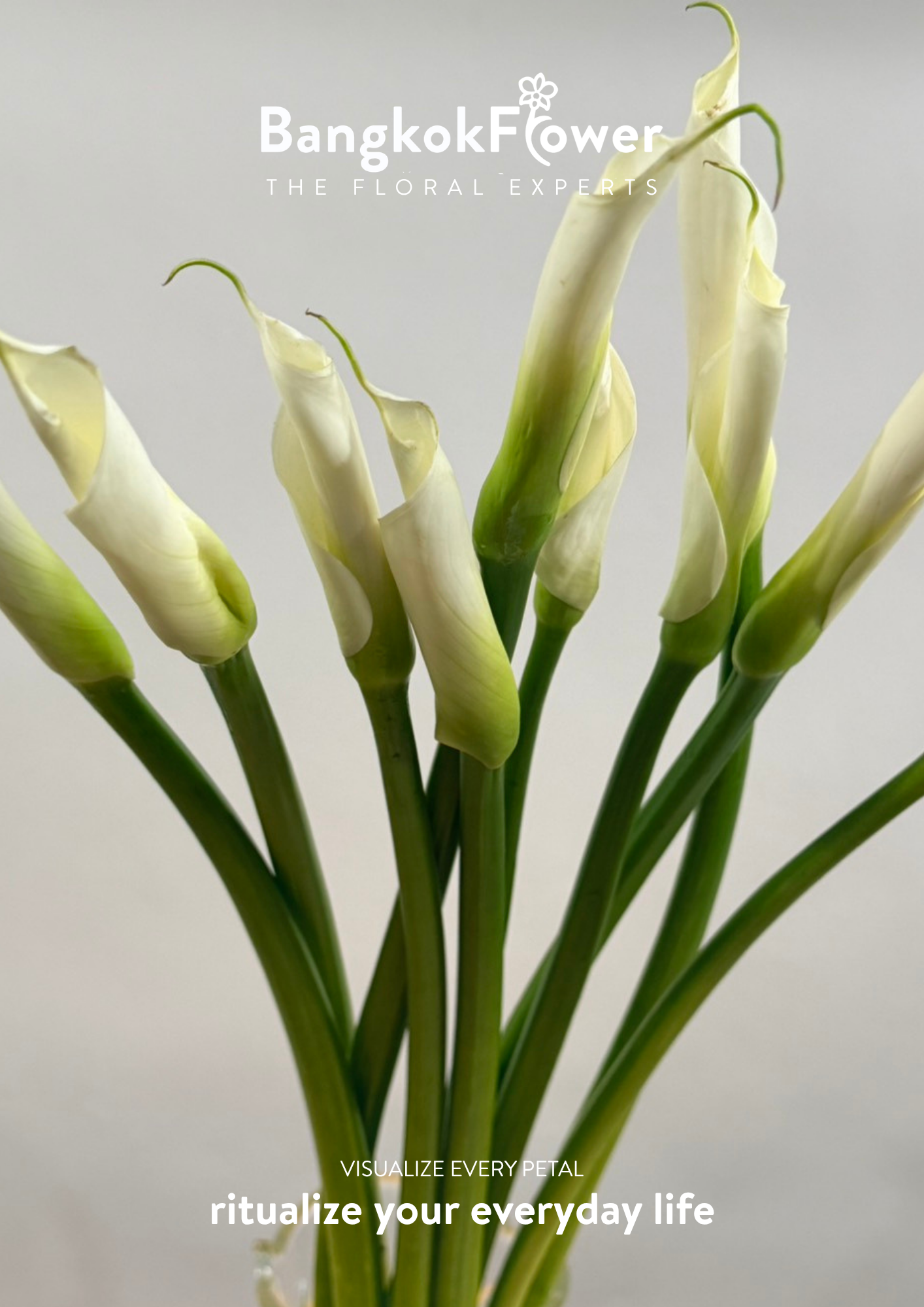 Long Stem Calla Lily White