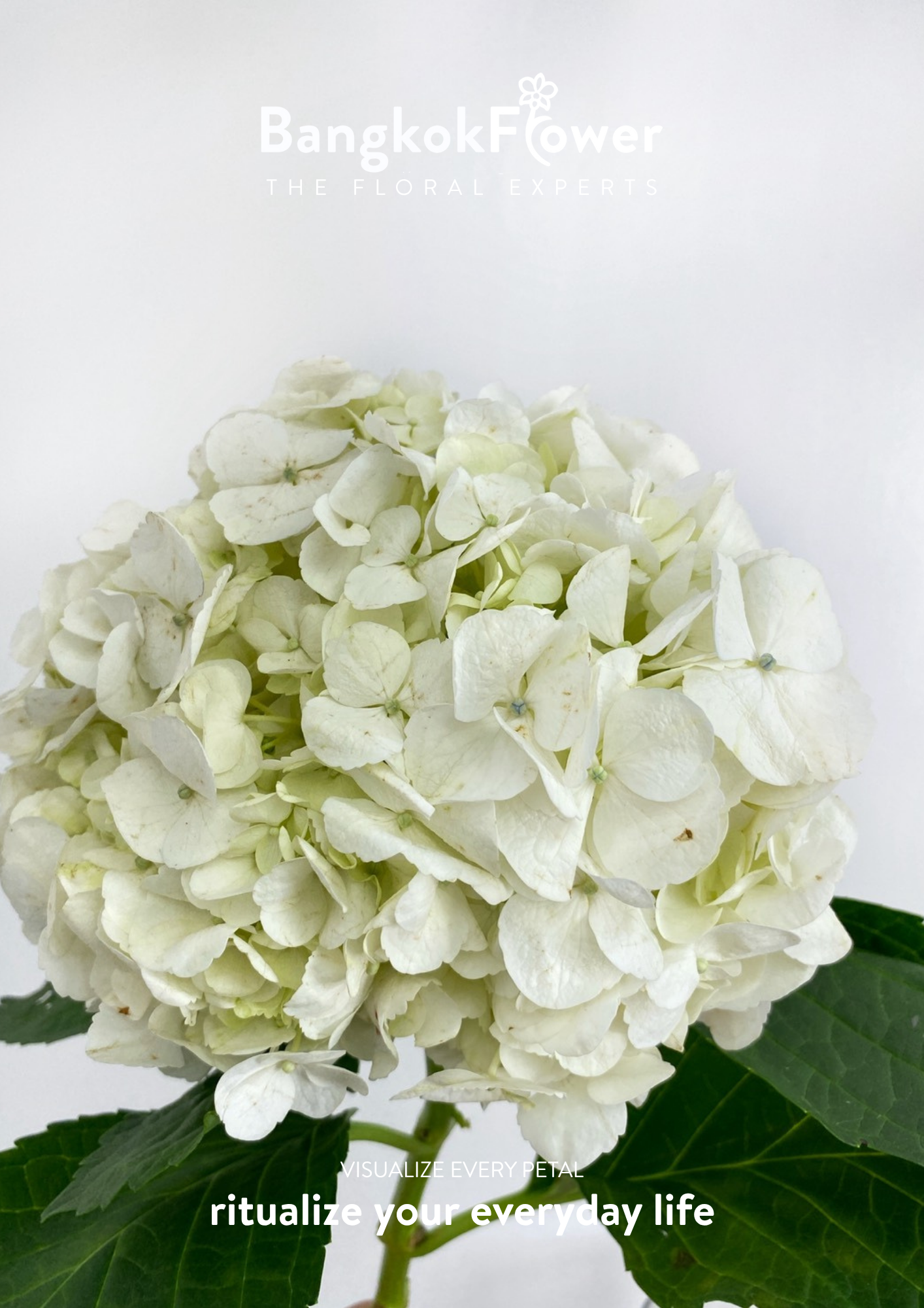 ไฮเดรนเจียสีขาว